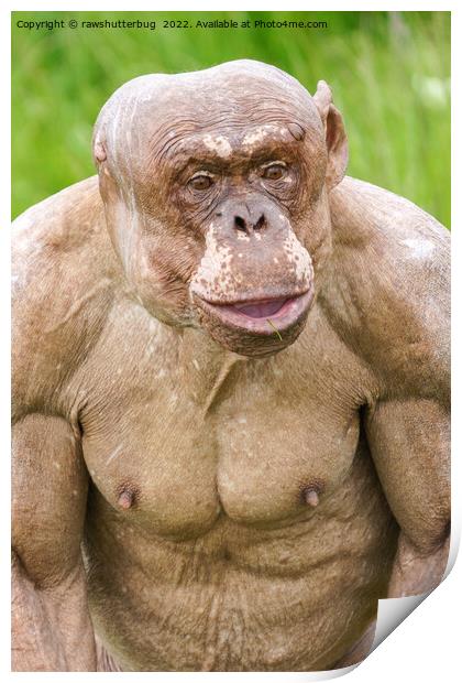 Hairless Chimpanzee Print by rawshutterbug 
