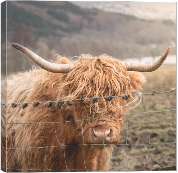 A Ginger Cow  Canvas Print by Anthony McGeever