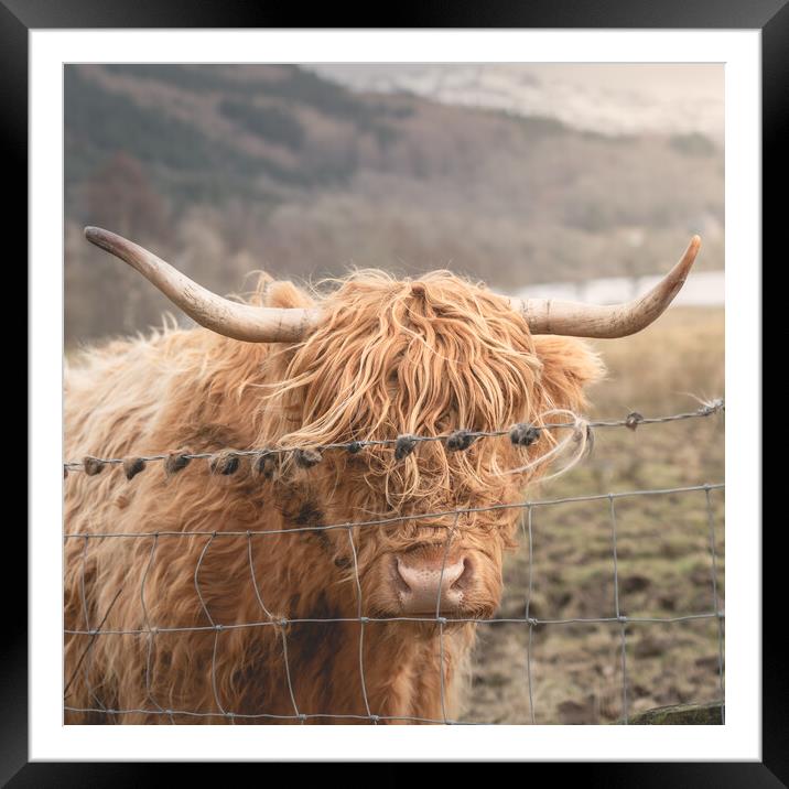 A Ginger Cow  Framed Mounted Print by Anthony McGeever