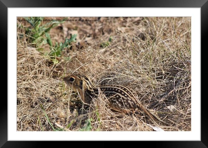 Striped Gopher 2 Framed Mounted Print by Philip Lehman