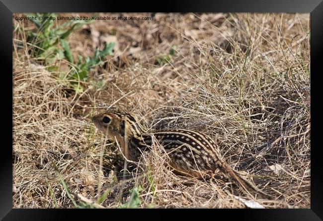 Striped Gopher 2 Framed Print by Philip Lehman