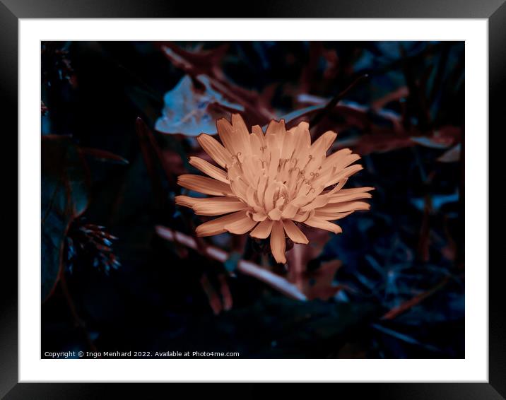 Selective focus shot of a flower in nat Framed Mounted Print by Ingo Menhard