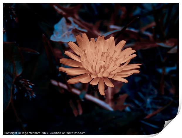 Selective focus shot of a flower in nat Print by Ingo Menhard