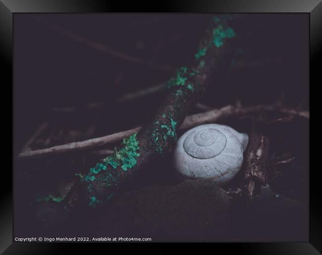 Closeup shot of a snail shell on the ground Framed Print by Ingo Menhard