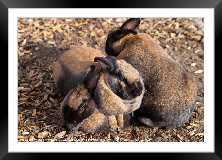 Selective focus shot of adorable brown rabbits cuddling together Framed Mounted Print by Ingo Menhard