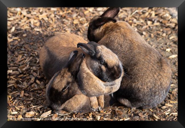 Selective focus shot of adorable brown rabbits cuddling together Framed Print by Ingo Menhard