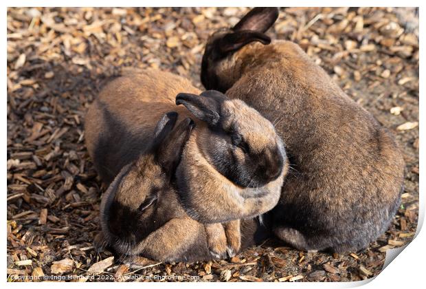Selective focus shot of adorable brown rabbits cuddling together Print by Ingo Menhard