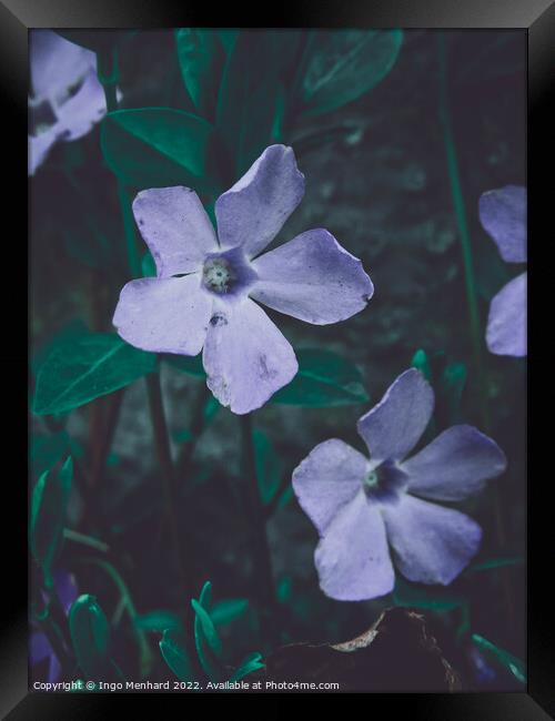 Selective focus shot of beautiful periwinkle flowers in a garden Framed Print by Ingo Menhard