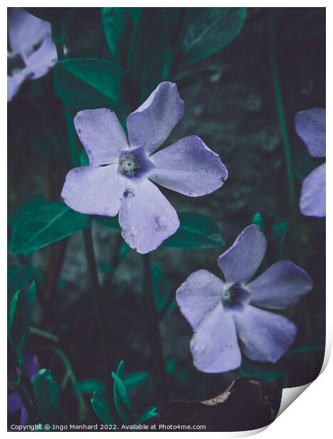 Selective focus shot of beautiful periwinkle flowers in a garden Print by Ingo Menhard