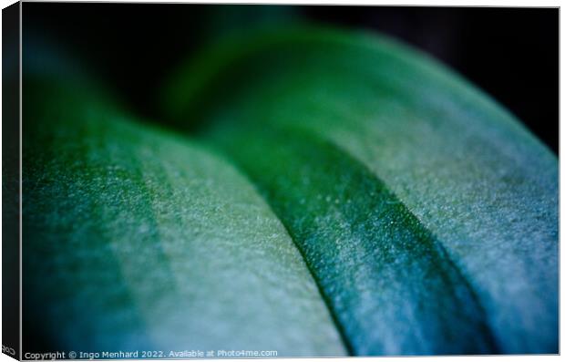Closeup shot of a green leaf Canvas Print by Ingo Menhard