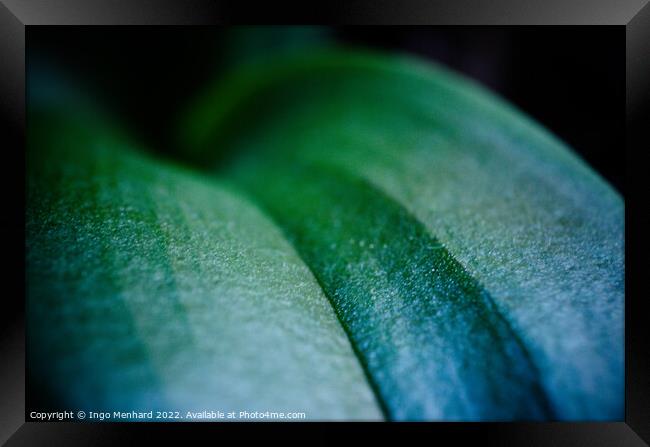 Closeup shot of a green leaf Framed Print by Ingo Menhard