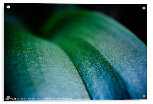 Closeup shot of a green leaf Acrylic by Ingo Menhard