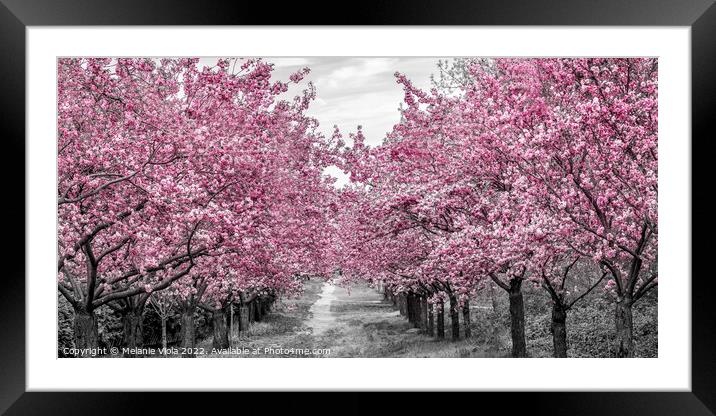 Charming cherry blossom alley Framed Mounted Print by Melanie Viola