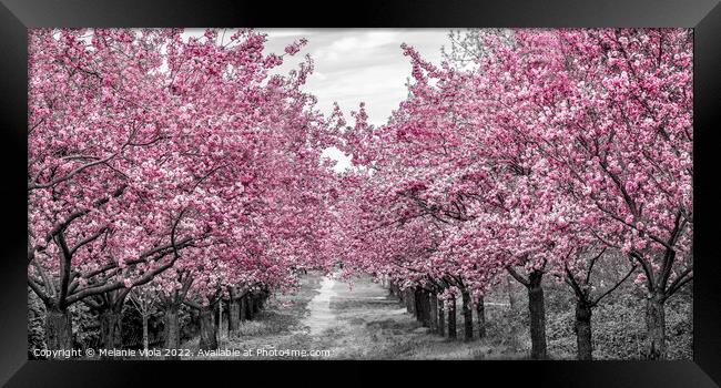 Charming cherry blossom alley Framed Print by Melanie Viola