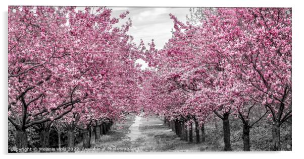 Charming cherry blossom alley Acrylic by Melanie Viola