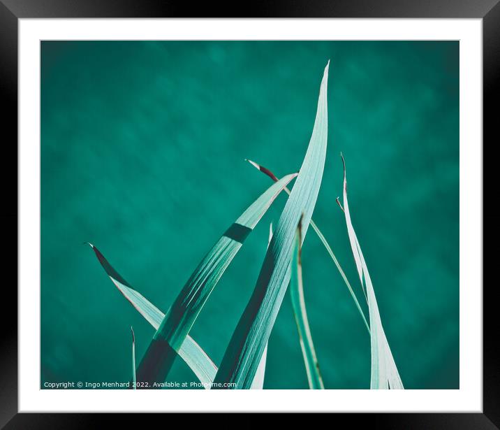 A closeup shot of plant leaves on a green background Framed Mounted Print by Ingo Menhard