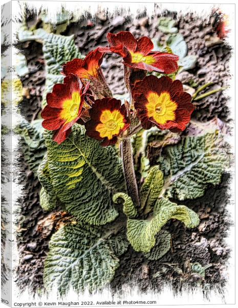 Primrose In Bloom Canvas Print by Kevin Maughan