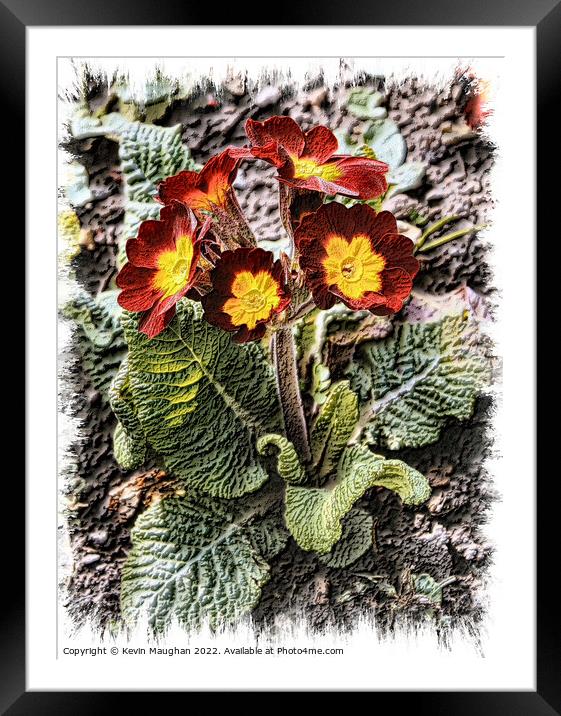 Primrose In Bloom Framed Mounted Print by Kevin Maughan