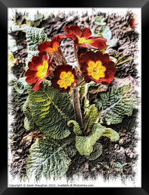 Primrose In Bloom Framed Print by Kevin Maughan
