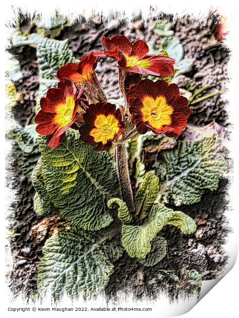 Primrose In Bloom Print by Kevin Maughan