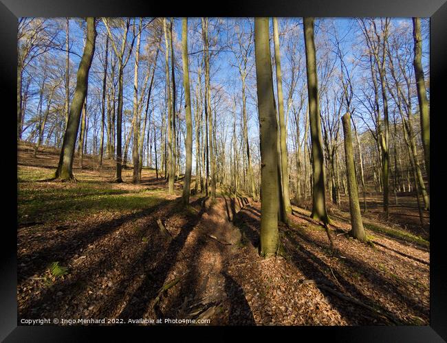 Beautiful view of the tall trees in the forest Framed Print by Ingo Menhard