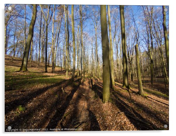 Beautiful view of the tall trees in the forest Acrylic by Ingo Menhard