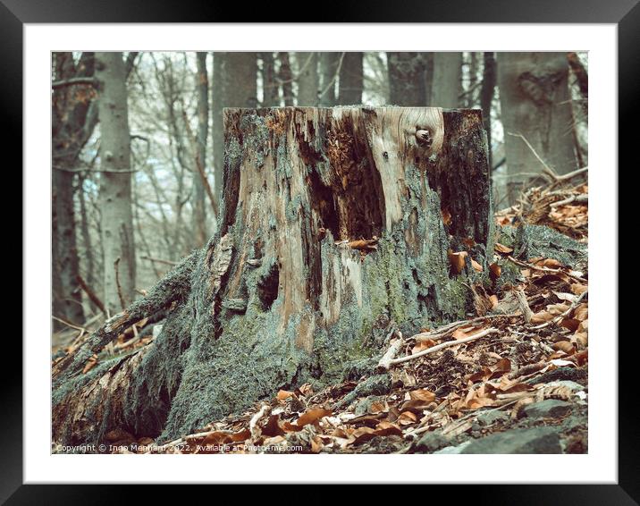 Tree stump in the woods surrounded by fallen brown leaves Framed Mounted Print by Ingo Menhard