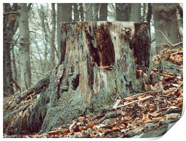 Tree stump in the woods surrounded by fallen brown leaves Print by Ingo Menhard