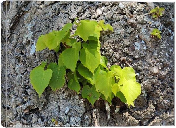 A green plant on the trunk of a tree Canvas Print by Ingo Menhard