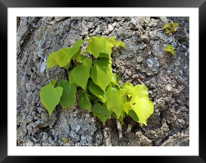 A green plant on the trunk of a tree Framed Mounted Print by Ingo Menhard