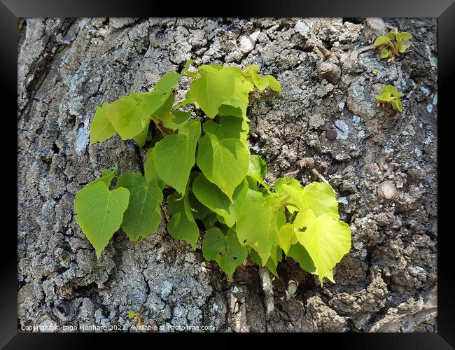 A green plant on the trunk of a tree Framed Print by Ingo Menhard