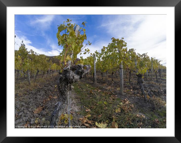 A beautiful view of vineyard rows Framed Mounted Print by Ingo Menhard