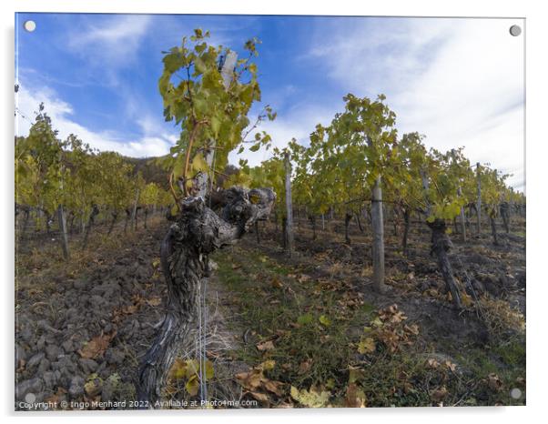 A beautiful view of vineyard rows Acrylic by Ingo Menhard