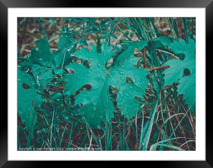 A close up of wet green grape leaves in the vineyard Framed Mounted Print by Ingo Menhard