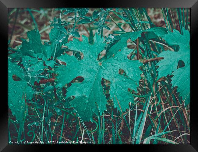 A close up of wet green grape leaves in the vineyard Framed Print by Ingo Menhard
