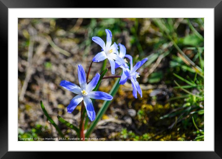 Closeup shot of beautiful chionodoxa flowers surrounded by greenery Framed Mounted Print by Ingo Menhard