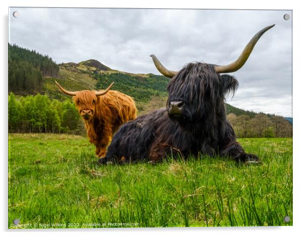 Highland Cows Acrylic by Nigel Wilkins