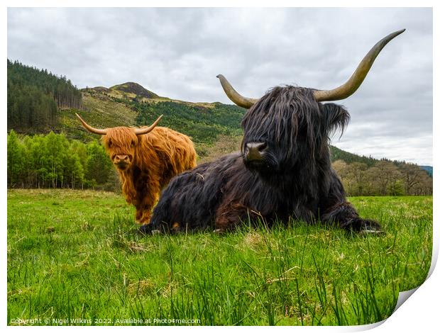 Highland Cows Print by Nigel Wilkins