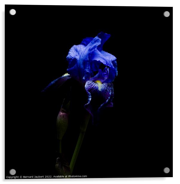 Iris flower Acrylic by Bernard Jaubert