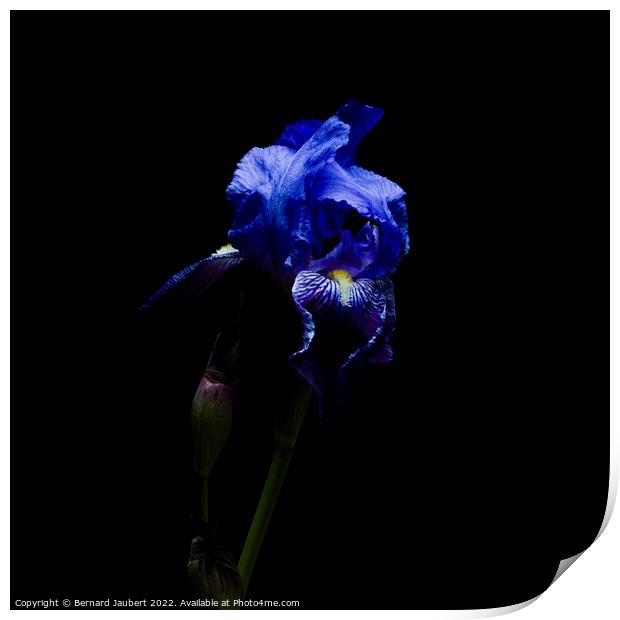 Iris flower Print by Bernard Jaubert