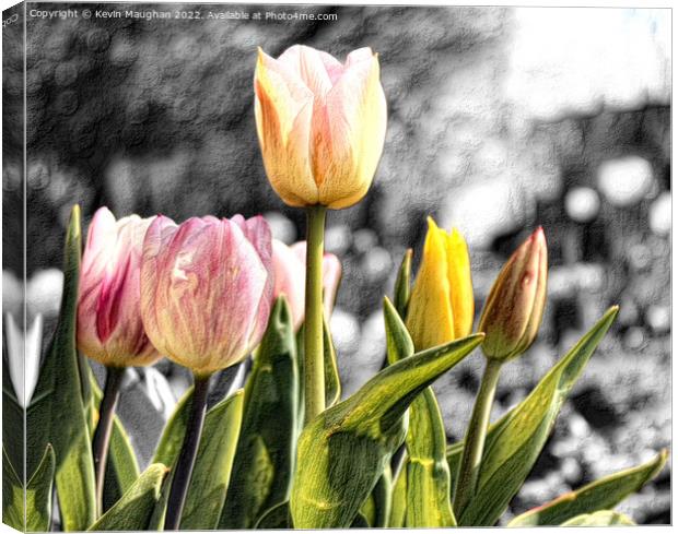 Tulip Flower Sketch Style Canvas Print by Kevin Maughan
