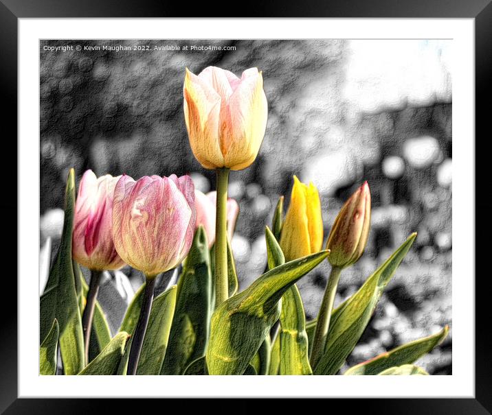 Tulip Flower Sketch Style Framed Mounted Print by Kevin Maughan