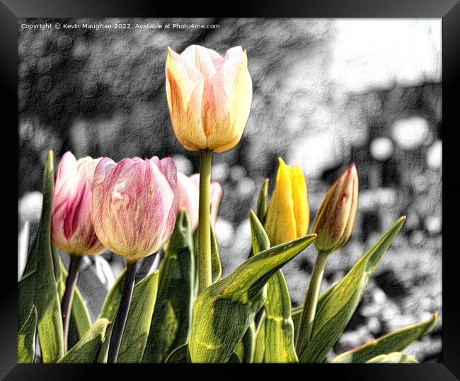 Tulip Flower Sketch Style Framed Print by Kevin Maughan