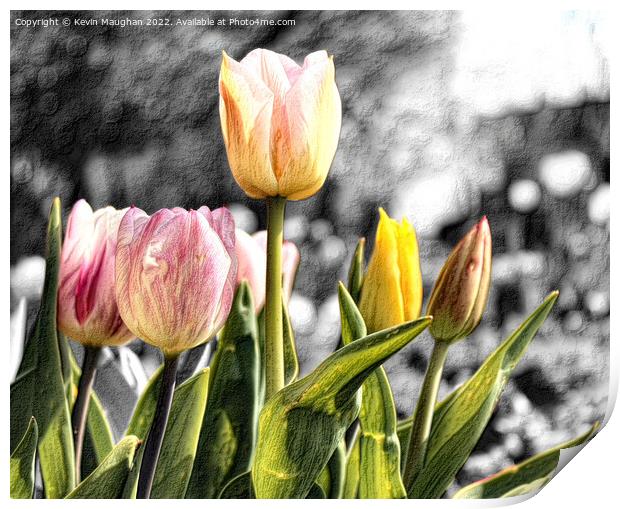 Tulip Flower Sketch Style Print by Kevin Maughan
