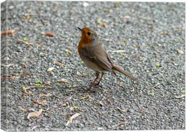 Robin in the park Canvas Print by Mark Ward
