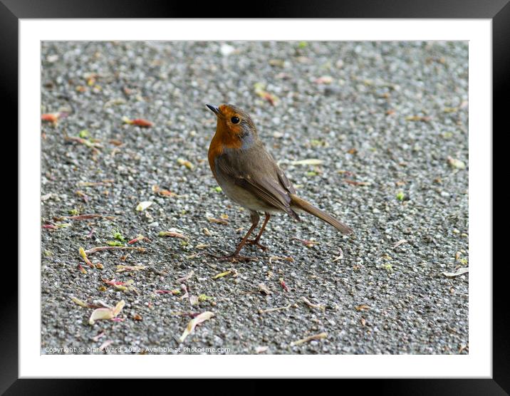 Robin in the park Framed Mounted Print by Mark Ward