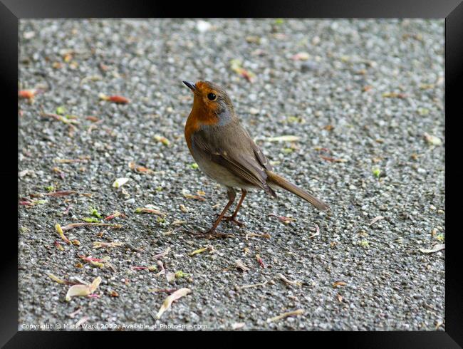 Robin in the park Framed Print by Mark Ward