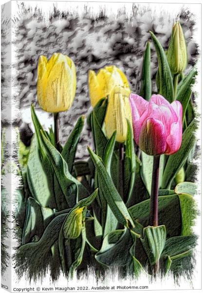 Tulips In Bloom Sketch Style Canvas Print by Kevin Maughan