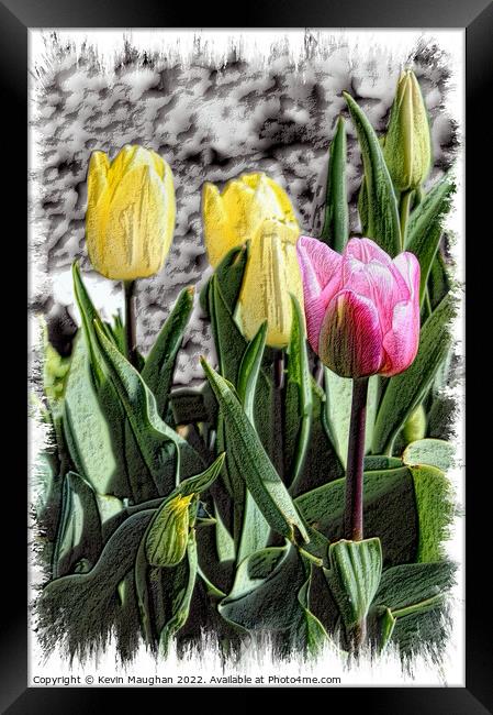 Tulips In Bloom Sketch Style Framed Print by Kevin Maughan