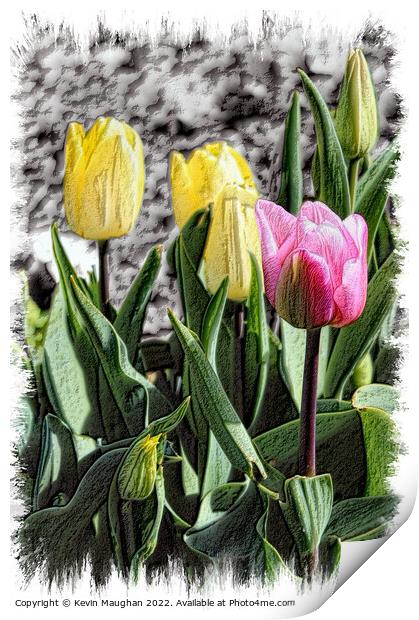 Tulips In Bloom Sketch Style Print by Kevin Maughan